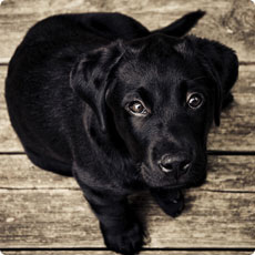 短信轰炸机网页