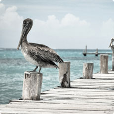 无限循环呼叫电话软件
